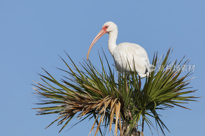 白鹮栖息在一棵棕榈树上——佛罗里达的墨尔本