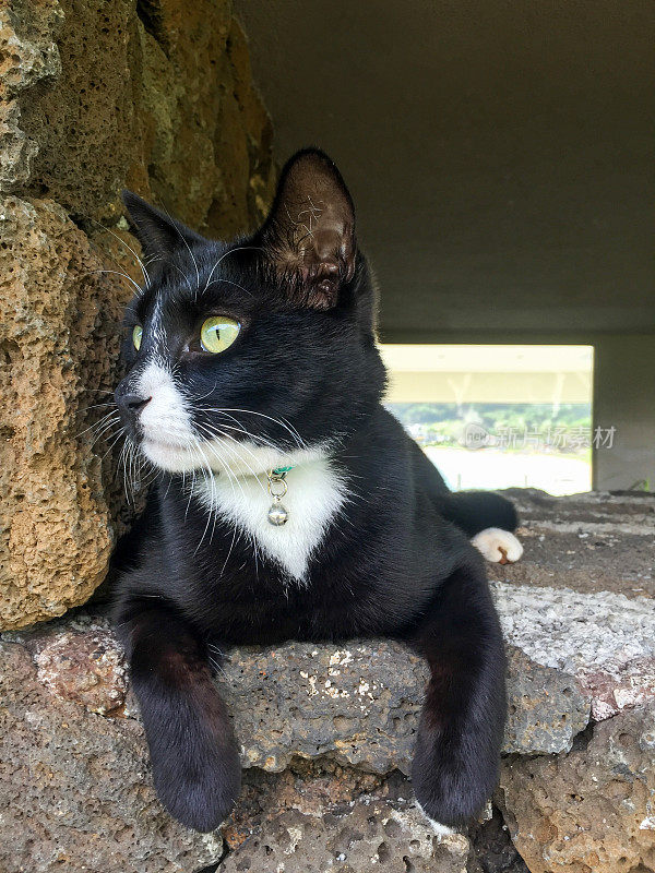 黑猫在热带的户外放松。