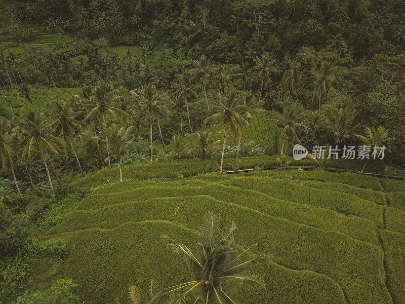 印尼巴厘岛乌布的梯田鸟瞰图