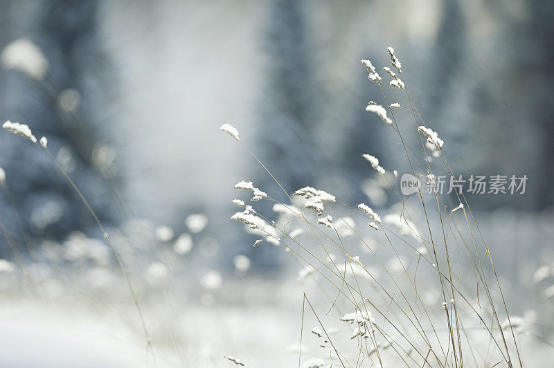 草在雪