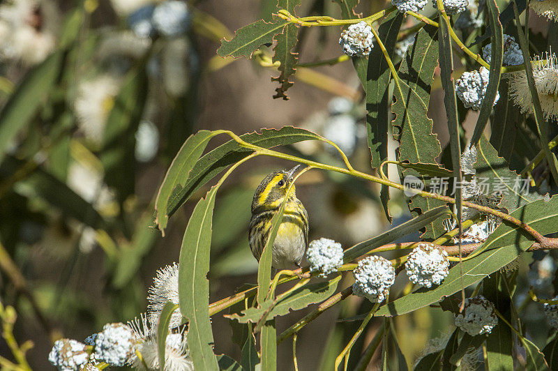 汤森的林莺栖息在桉树枝上的特写