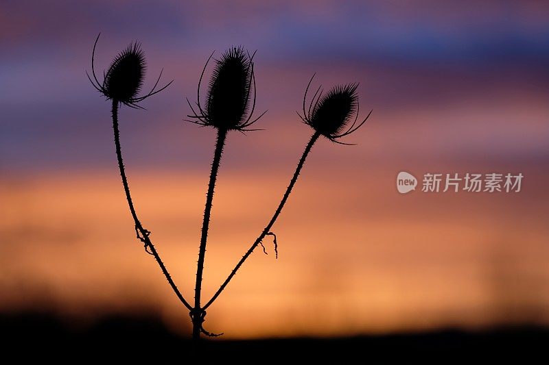 干燥的蓟花在引人注目的日落映衬下形成剪影