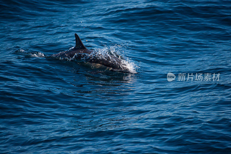 海豚在水里玩耍