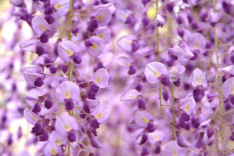 紫藤的花朵