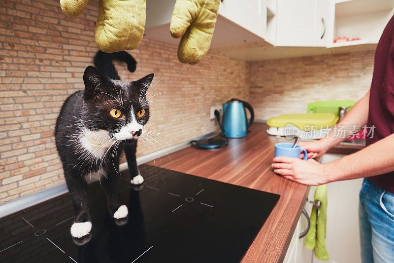 厨房里有一只好奇的猫的男人