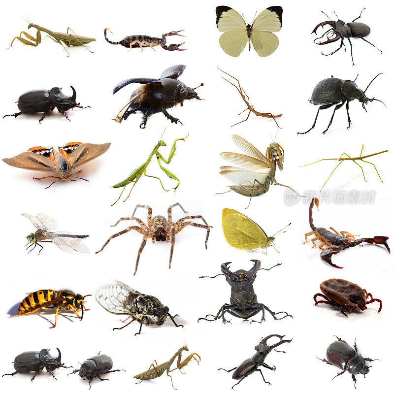 欧洲昆虫类群