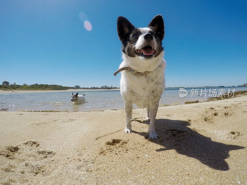 在海滩上玩狗