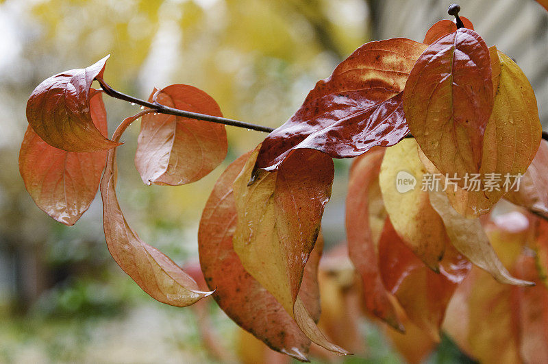 秋天山茱萸的颜色变化