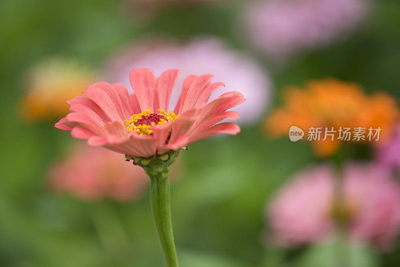 盛开的zinnia