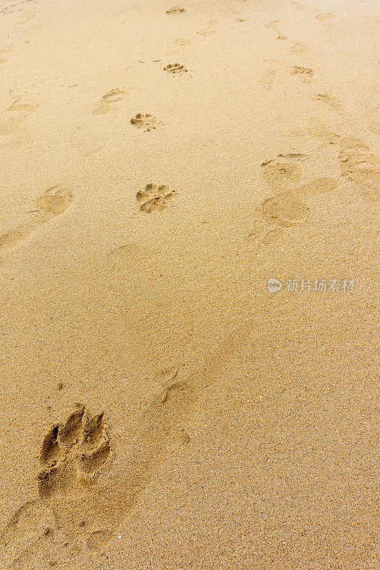 沙滩上有狗爪的脚印