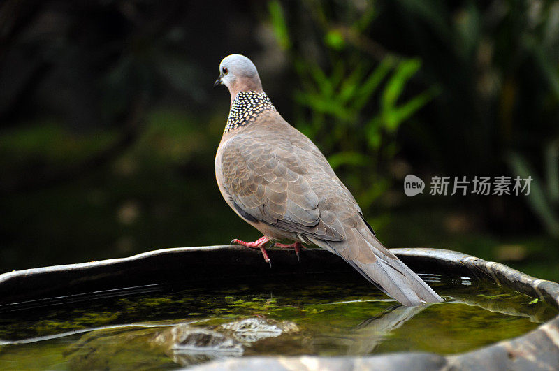 水池边的鸽子