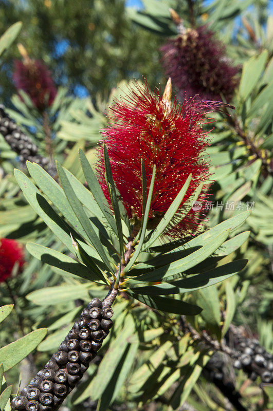 澳大利亚本土的一种瓶刷灌木，有花、叶和种子荚