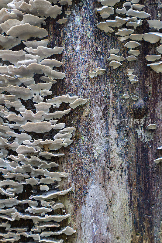 灰色架子蘑菇菌类生长在一个老腐烂的树干