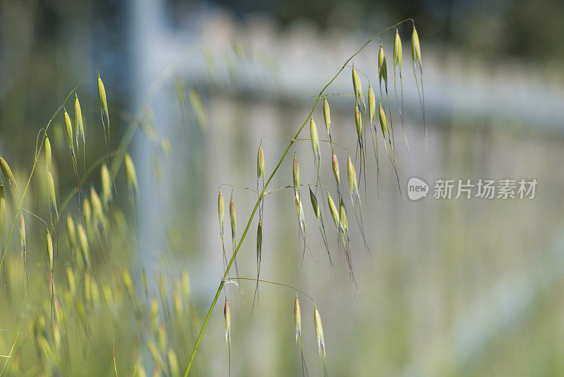 离焦围栏前的野生燕麦植物