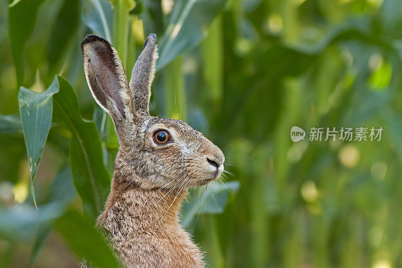 警惕欧洲棕色野兔，欧洲勒帕斯