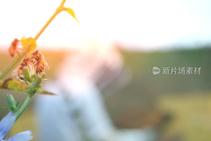 蜜蜂在花与养蜂人在背景