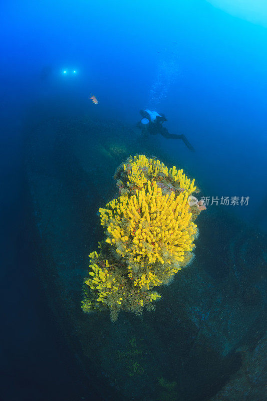 潜水技术潜水员探索和享受沉船潜水海上生命潜水夫妇水上运动技术潜水水肺潜水员的观点