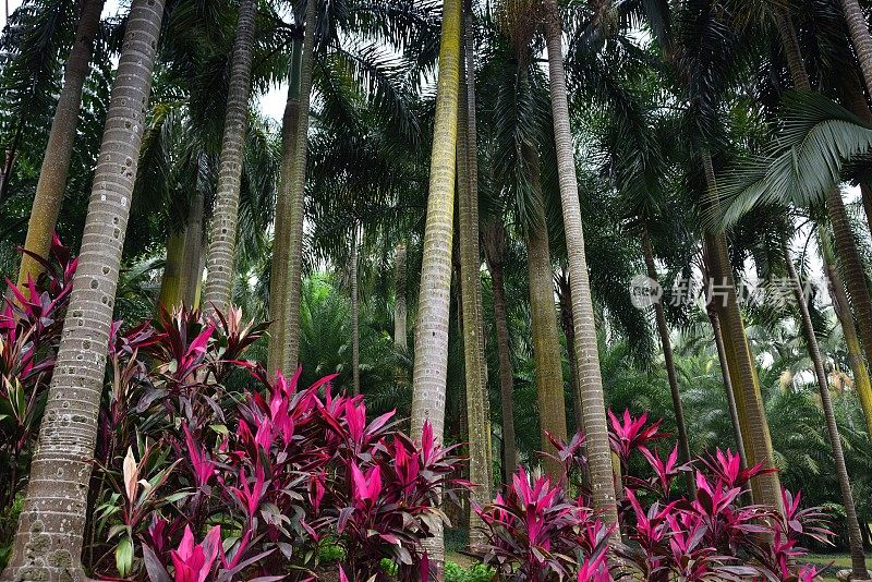 热带棕榈树的森林