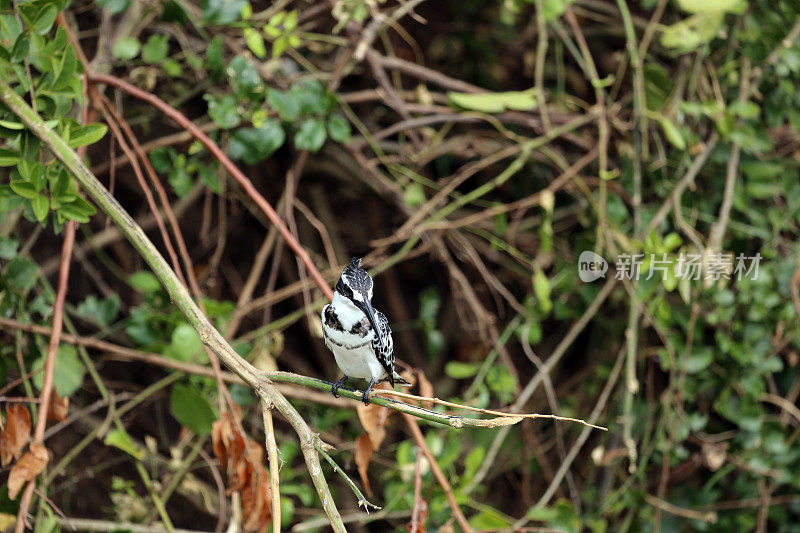 乌干达:彩衣翠鸟停在树枝上