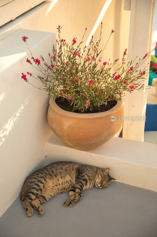 猫打盹圣托里尼岛
