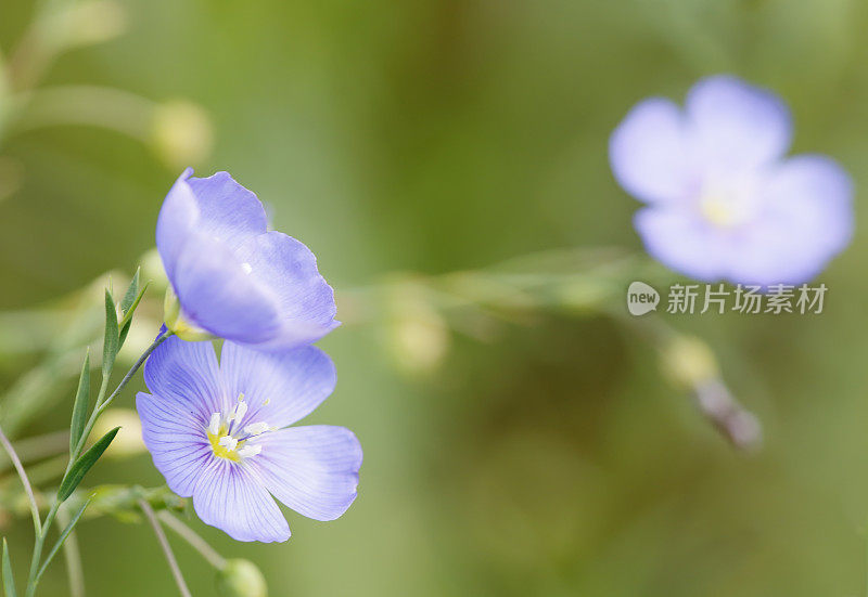 亚麻(亚麻属植物usitatissimum)