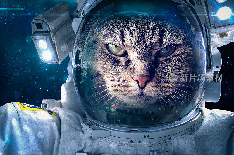 猫在太空