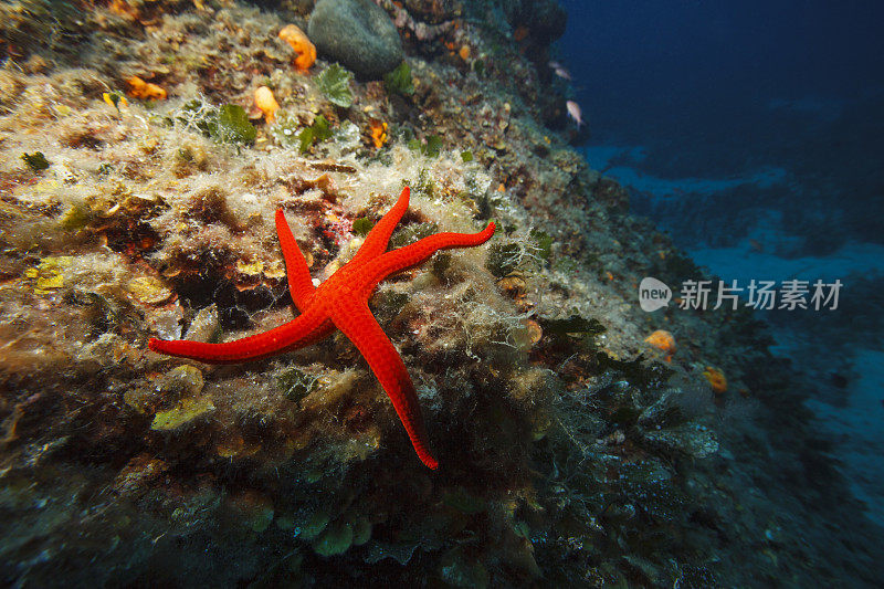 海星海洋生物水下海星水肺潜水员的观点