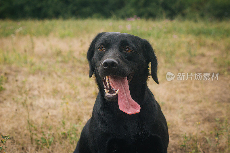 草地上的黑色拉布拉多犬