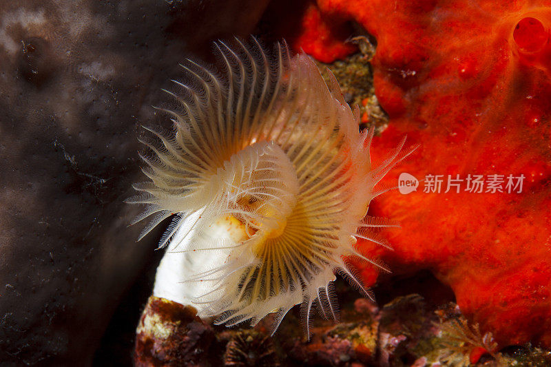 海洋生物螺旋管虫沙贝拉spallanzanii水下之美