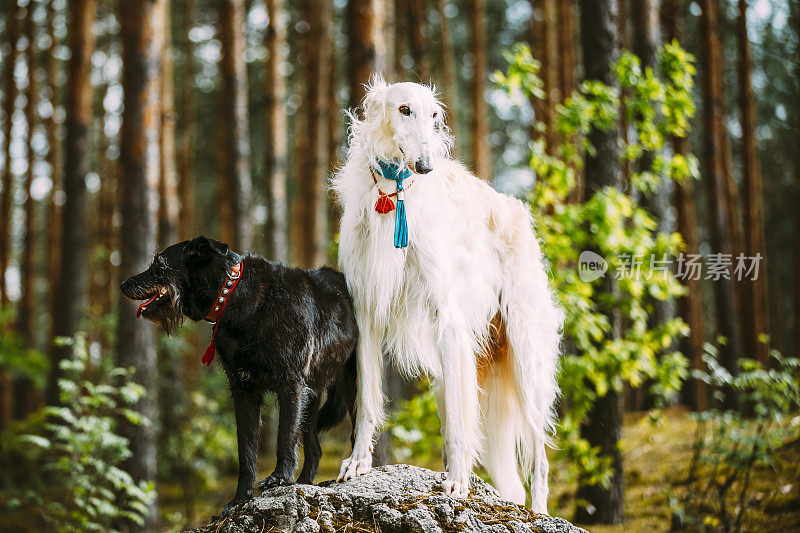 白色俄罗斯猎狼和小型黑色狩猎混合品种狗在石头上摆姿势在夏季自然森林站在森林的一块岩石上