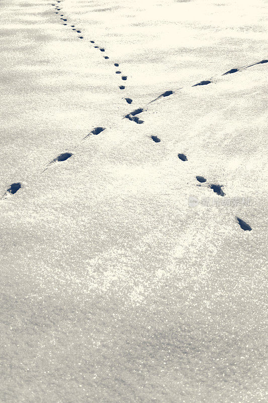 雪地里穿过的动物足迹