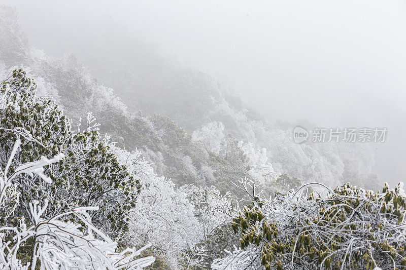 日落时，白雪覆盖了树木