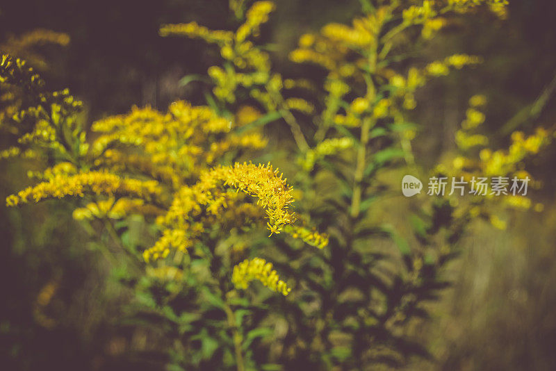 秋麒麟草属植物