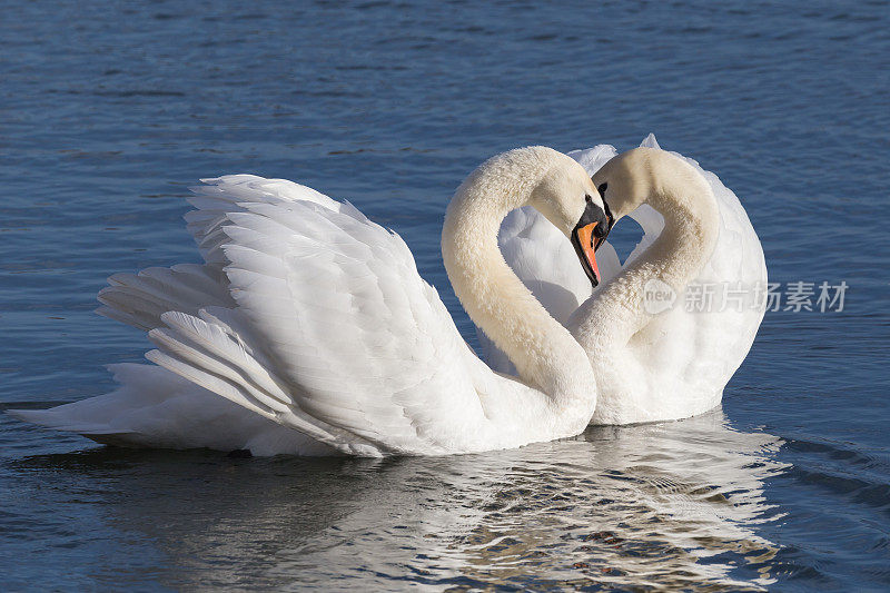 白天鹅的脖子呈心形，是爱的象征