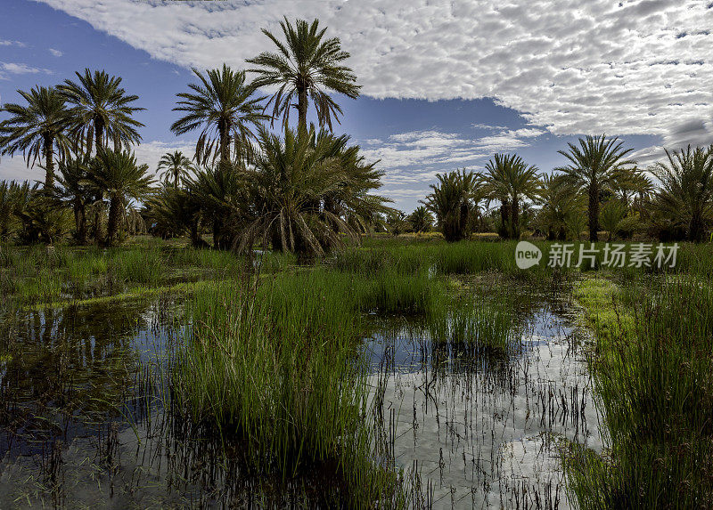北非摩洛哥的洪水和棕榈树