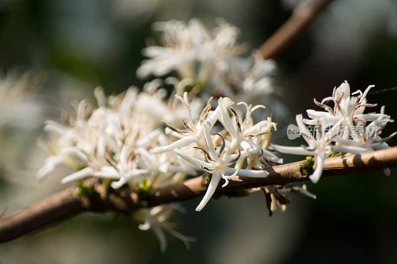 树上盛开的一束咖啡花