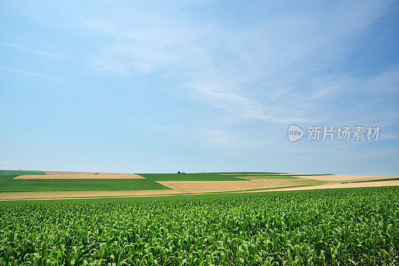 收获了麦田和青玉米田