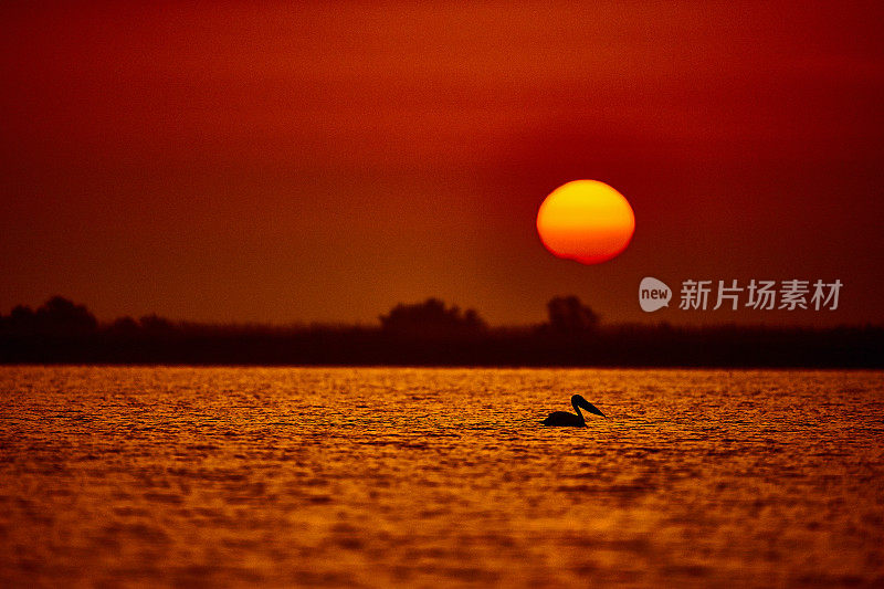 日落中的鹈鹕