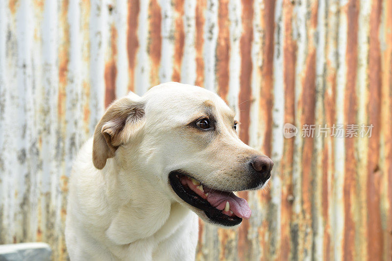 拉布拉多寻回犬和波纹金属