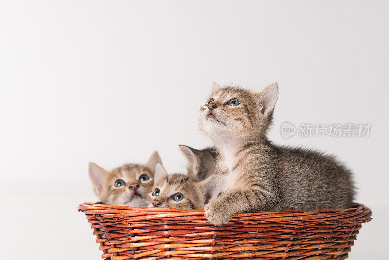 篮子里的小猫，背景是白色。