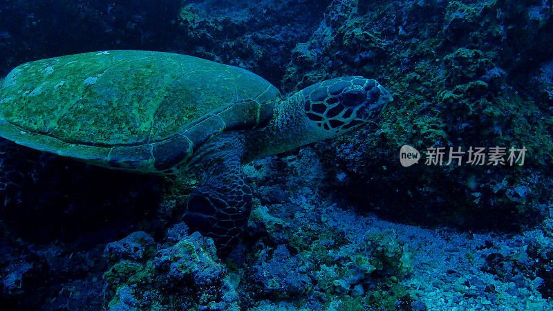 加拉帕戈斯群岛珊瑚礁上的绿海龟