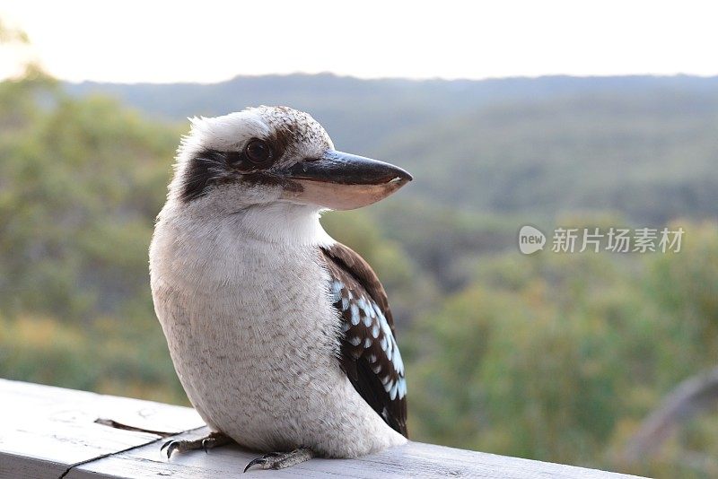 翠鸟坐在栖木上