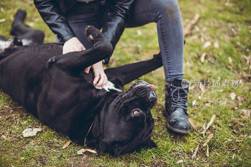 女人和那不勒斯獒犬宠物狗