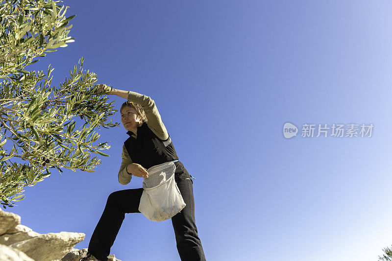 成熟的女人在收获橄榄，在Brac，地中海，克罗地亚，欧洲