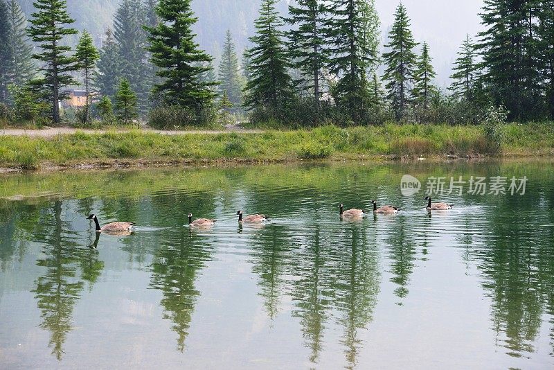 加拿大鹅在湖里游泳