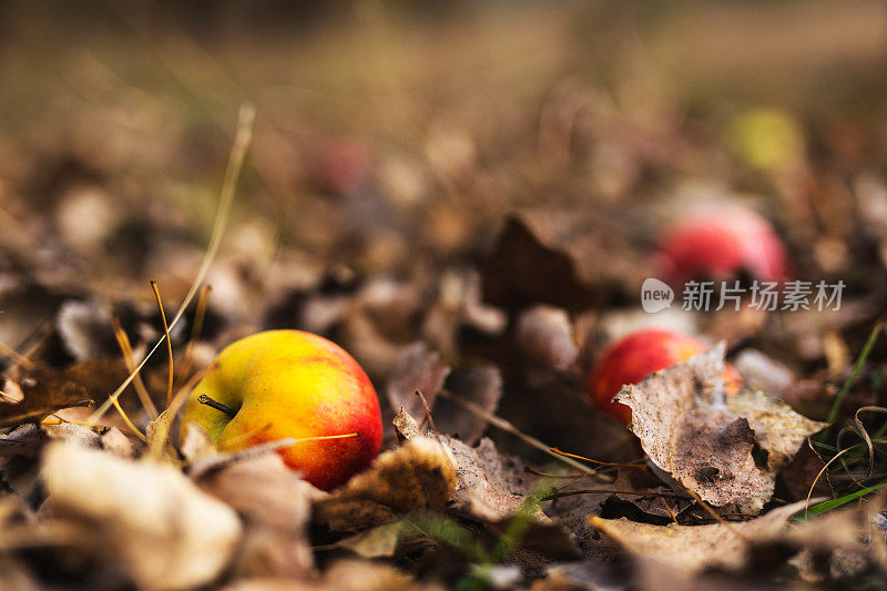 秋天的地面上有五颜六色的苹果