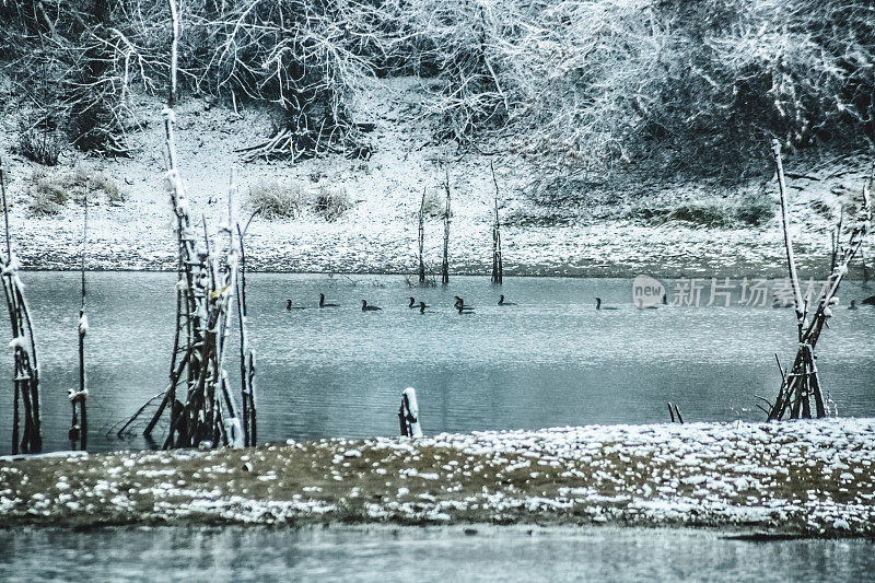 第一场雪，多瑙河冬季景观-鸬鹚群