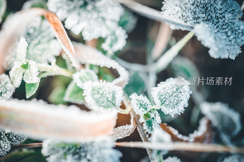 严寒的初冬清晨，地上覆盖着白霜的植物