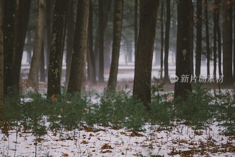 生长在雾蒙蒙雪林中的松树幼树