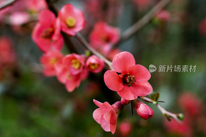 春天的花朵